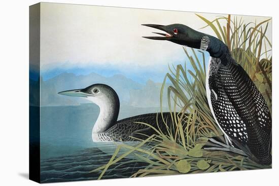 Audubon: Common Loon-John James Audubon-Premier Image Canvas