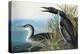 Audubon: Common Loon-John James Audubon-Premier Image Canvas