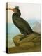 Audubon: Cormorant-John James Audubon-Premier Image Canvas