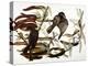 Audubon: Crow-John James Audubon-Premier Image Canvas