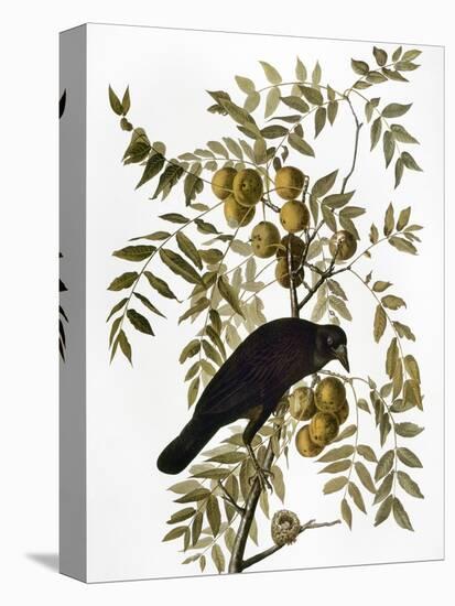 Audubon: Crow-John James Audubon-Premier Image Canvas