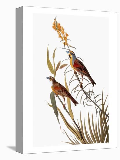 Audubon: Dickcissel-John James Audubon-Premier Image Canvas