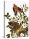 Audubon: Dove-John James Audubon-Premier Image Canvas