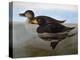 Audubon: Duck, 1827-John James Audubon-Premier Image Canvas