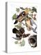 Audubon: Duck-John James Audubon-Premier Image Canvas