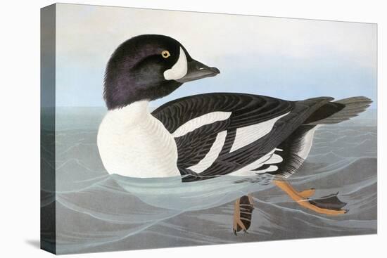 Audubon: Duck-John James Audubon-Premier Image Canvas