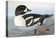 Audubon: Duck-John James Audubon-Premier Image Canvas