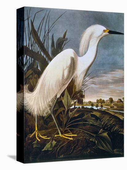 Audubon: Egret-John James Audubon-Premier Image Canvas