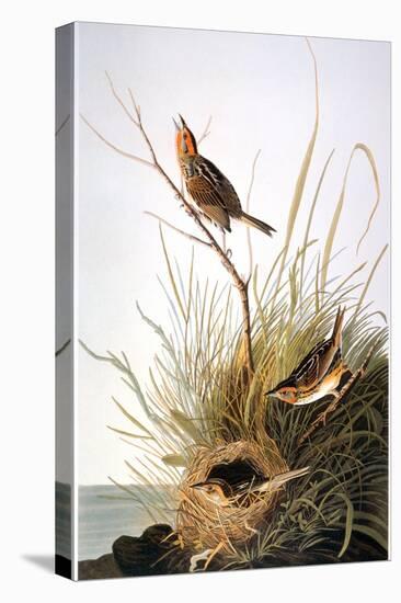 Audubon: Finch-John James Audubon-Premier Image Canvas