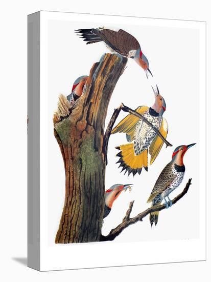 Audubon: Flicker-John James Audubon-Premier Image Canvas