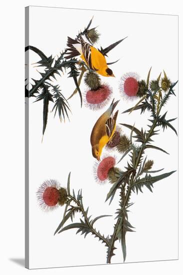 Audubon: Goldfinch-John James Audubon-Premier Image Canvas