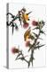 Audubon: Goldfinch-John James Audubon-Premier Image Canvas