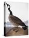 Audubon: Goose, 1827-John James Audubon-Premier Image Canvas