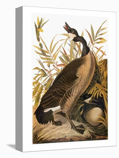 Audubon: Goose-John James Audubon-Premier Image Canvas