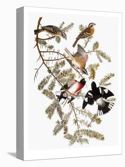Audubon: Grosbeak-John James Audubon-Premier Image Canvas