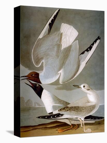 Audubon: Gull-John James Audubon-Premier Image Canvas