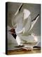 Audubon: Gull-John James Audubon-Premier Image Canvas
