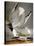 Audubon: Gull-John James Audubon-Premier Image Canvas