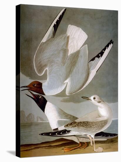 Audubon: Gull-John James Audubon-Premier Image Canvas