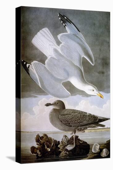 Audubon: Gull-John James Audubon-Premier Image Canvas