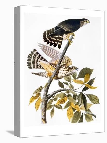 Audubon: Hawk-John James Audubon-Premier Image Canvas