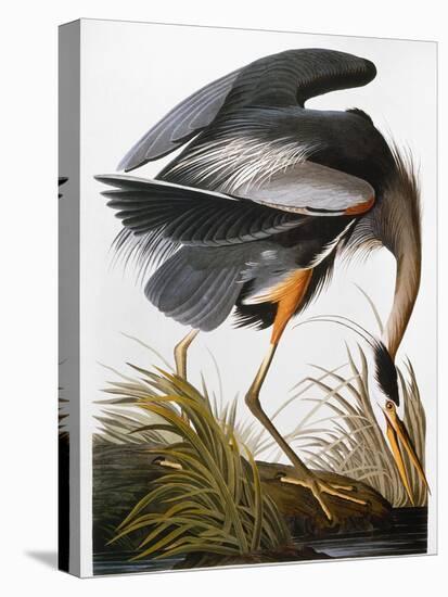 Audubon: Heron-John James Audubon-Premier Image Canvas