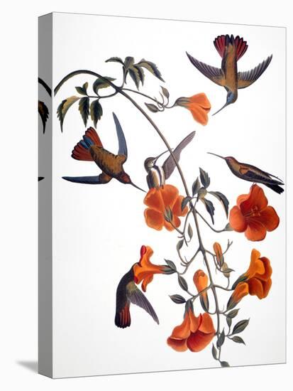 Audubon: Hummingbird-John James Audubon-Premier Image Canvas