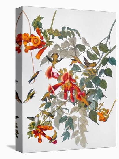 Audubon: Hummingbird-John James Audubon-Premier Image Canvas