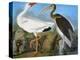 Audubon: Ibis-John James Audubon-Premier Image Canvas