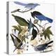 Audubon: Jay And Magpie-John James Audubon-Premier Image Canvas