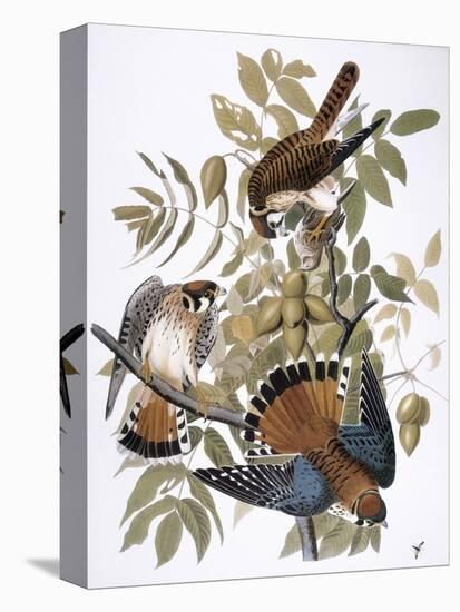 Audubon: Kestrel, 1827-John James Audubon-Premier Image Canvas