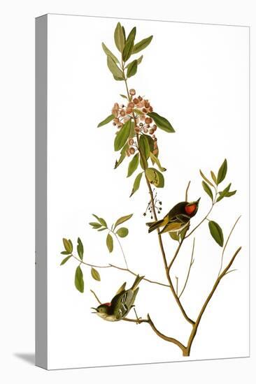 Audubon: Kinglet, 1827-John James Audubon-Premier Image Canvas