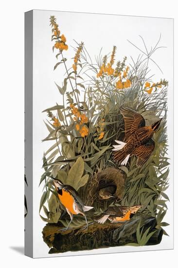 Audubon: Meadowlark-John James Audubon-Premier Image Canvas