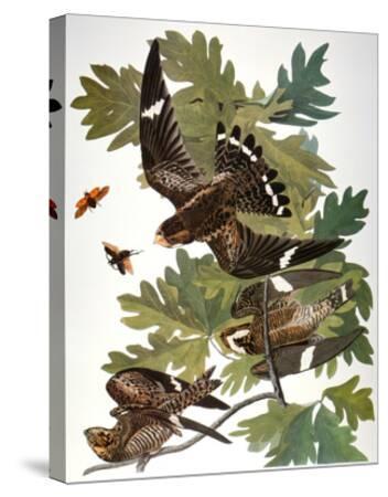 audubon nighthawk hang