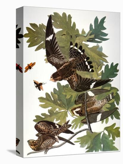 Audubon: Nighthawk-John James Audubon-Premier Image Canvas