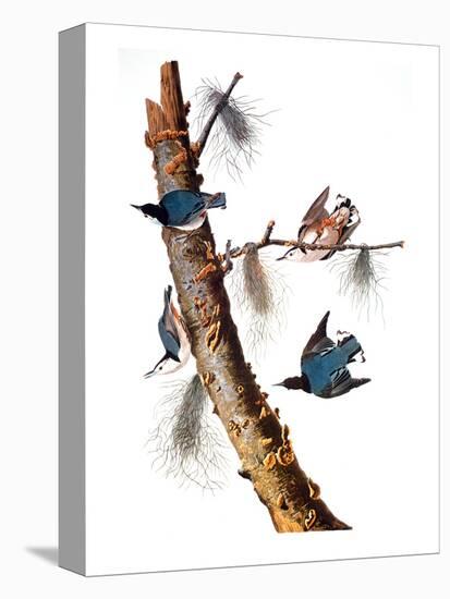 Audubon: Nuthatch-John James Audubon-Premier Image Canvas