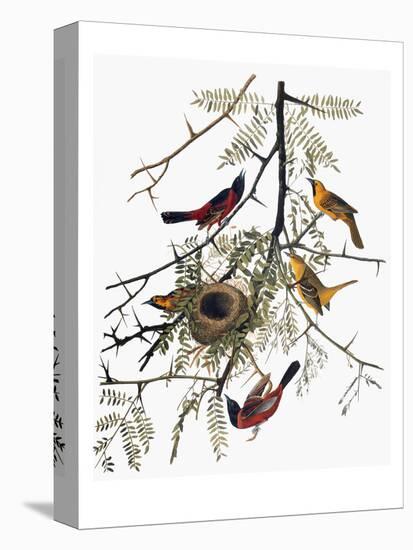 Audubon: Oriole-John James Audubon-Premier Image Canvas