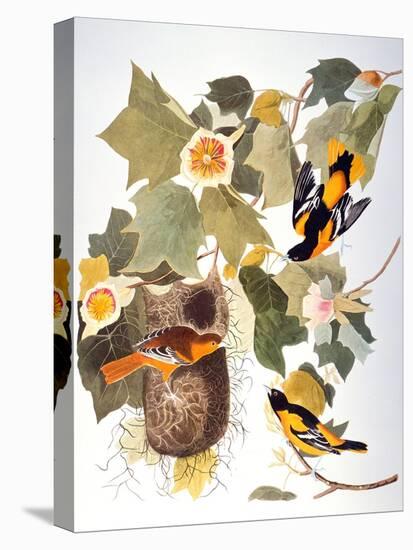 Audubon: Oriole-John James Audubon-Premier Image Canvas