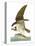 Audubon: Osprey-John James Audubon-Premier Image Canvas