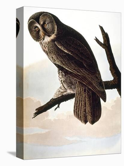 Audubon: Owl-John James Audubon-Premier Image Canvas