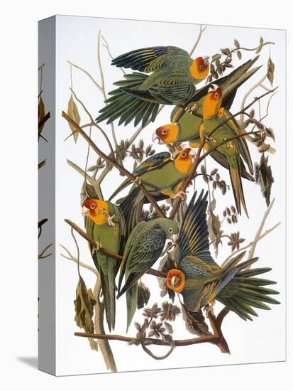 Audubon: Parakeet-John James Audubon-Premier Image Canvas