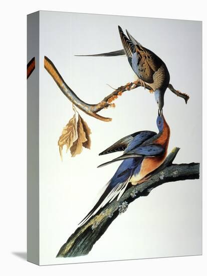 Audubon: Passenger Pigeon-John James Audubon-Premier Image Canvas