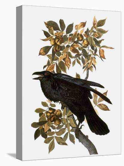 Audubon: Raven-John James Audubon-Premier Image Canvas