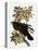 Audubon: Raven-John James Audubon-Premier Image Canvas