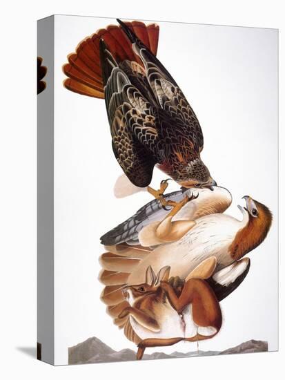 Audubon: Red-Tailed Hawk-John James Audubon-Premier Image Canvas