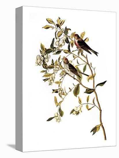 Audubon: Redpoll, 1827-John James Audubon-Premier Image Canvas