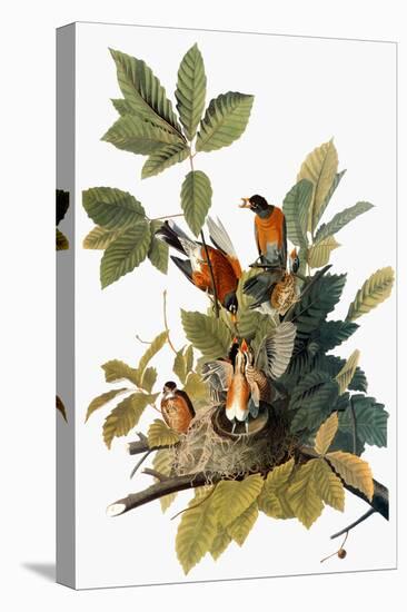 Audubon: Robin-John James Audubon-Premier Image Canvas