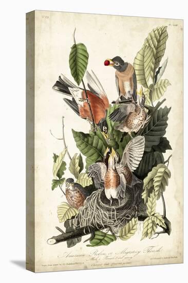 Audubon's American Robin-John James Audubon-Stretched Canvas
