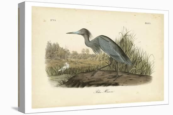 Audubon's Blue Heron-John James Audubon-Stretched Canvas