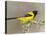 Audubon's Oriole (Icterus Graduacauda) Adult Perched, Starr Co., Texas, Usa-Larry Ditto-Premier Image Canvas